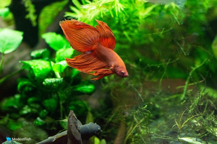 Red Betta fish side on view swimming in planted fish tank