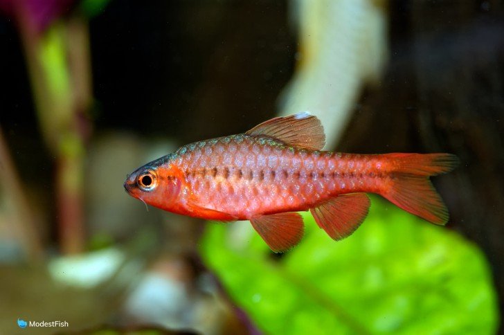 Wholesale colorful freshwater fish pictures To Create Dazzling