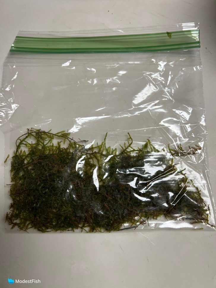 Java moss in packaging on white background