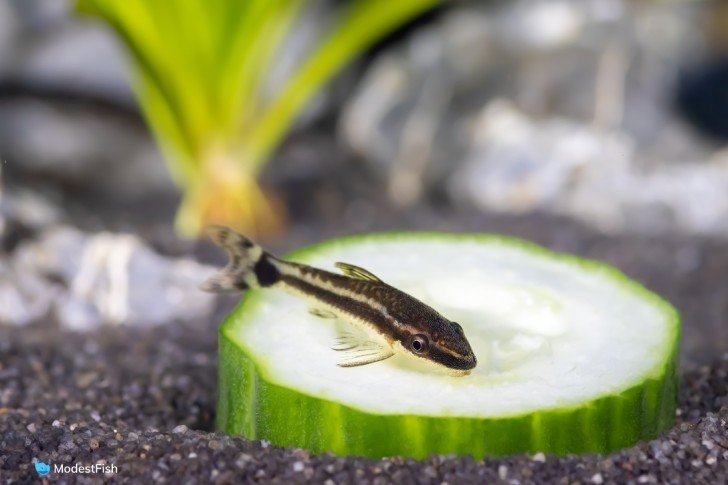 Otocinclus feeding on cucumber at the bottom of a planted aquarium