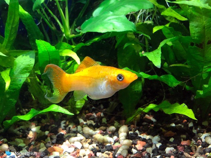 Orange molly fish (Poecilia latipinna) swimming in planted aqurium