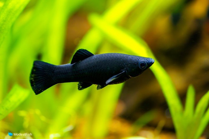 Black molly fish (poecilia sphenops) swimming in planted tank