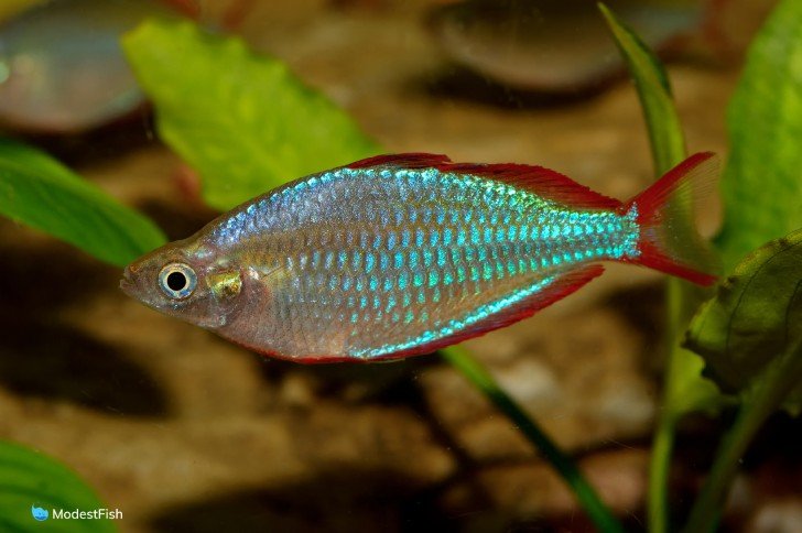 Close up of praecox rainbow fish in planted aquarium