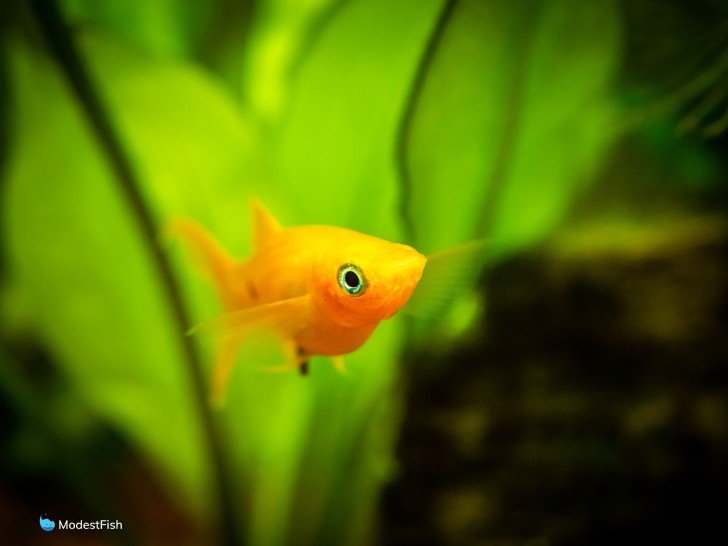 Close up of yellow molly fish in planted aquarium