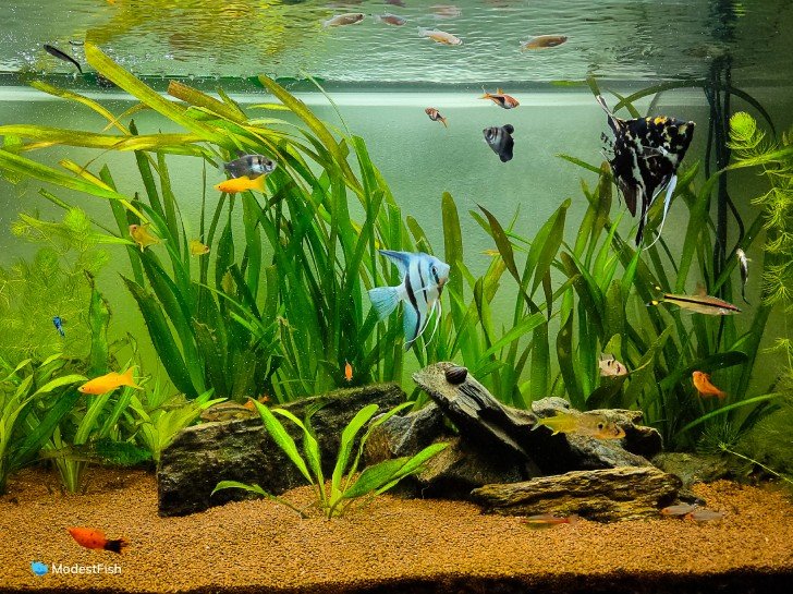 Community tropical aquarium with platy fish and angelfish