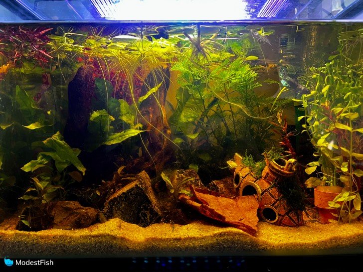 Planted blackwater betta fish tank with sand substrate and lot of aquarium plants