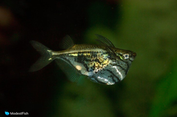 Hatchetfish (Carnegiella strigata) close up on blurred background