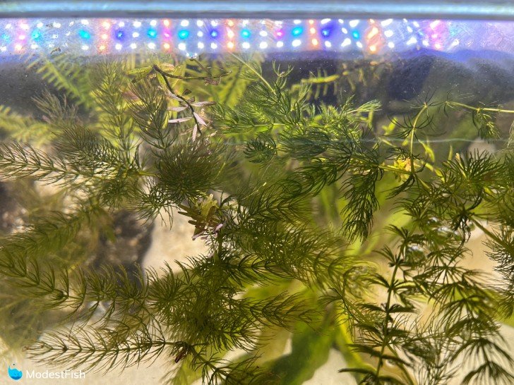 Hornwort floating in tank