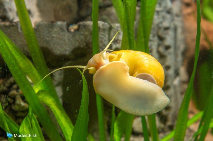 Mystery snail on aquarium glass