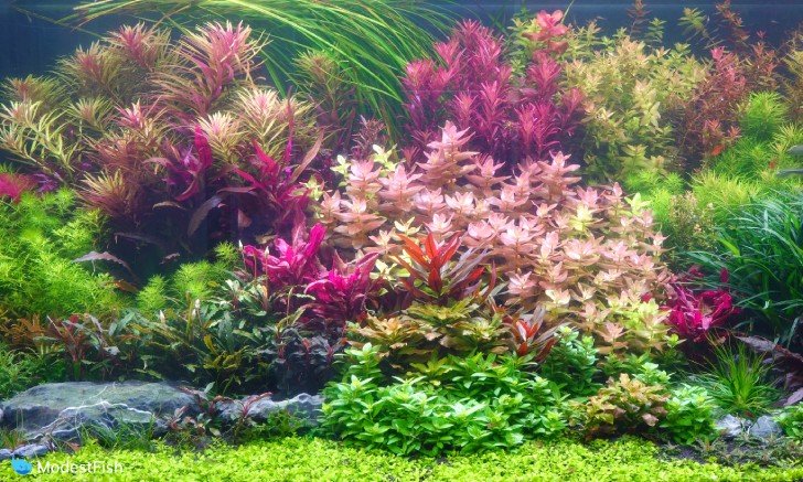 Planted aquarium