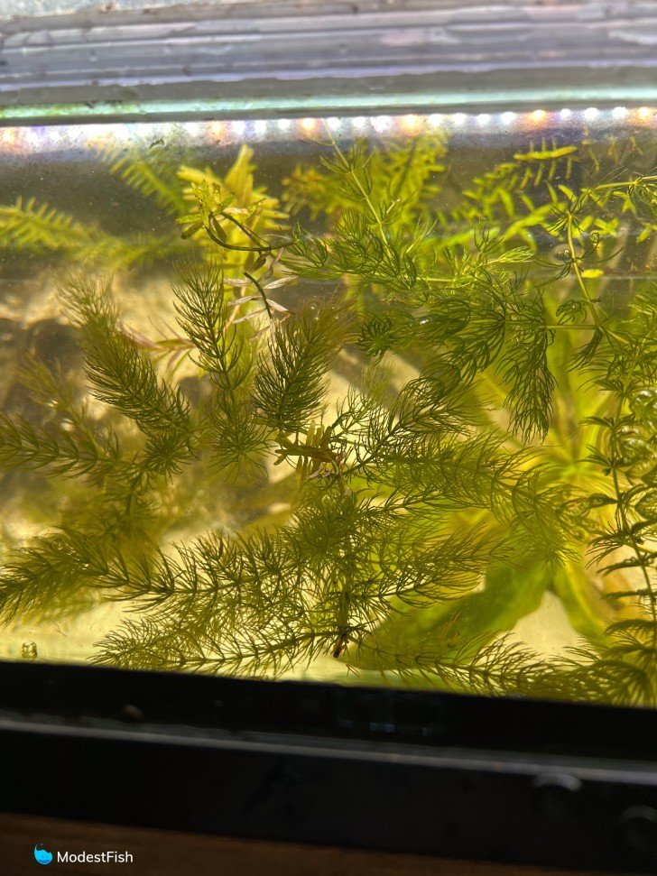 Hornwort floating in fish tank
