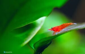 Red Cherry Shrimp (Neocaridina Davidi) Care Guide