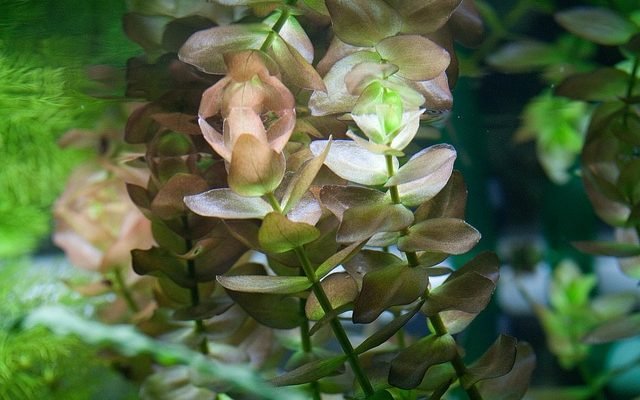 Bacopa caroliniana aquarium plant