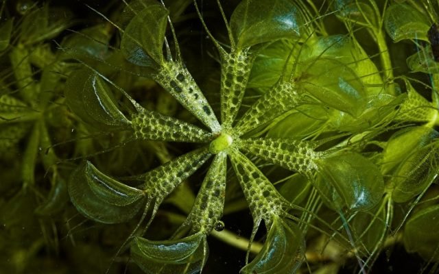 Waterwheel aquarium plant