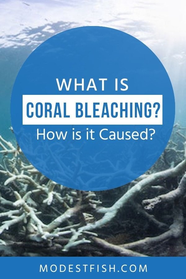 In this article, We’ll explain what exactly is coral bleaching, how they become bleached, and the very real impact it has on all aspects of life. #coralbleaching #modestfish