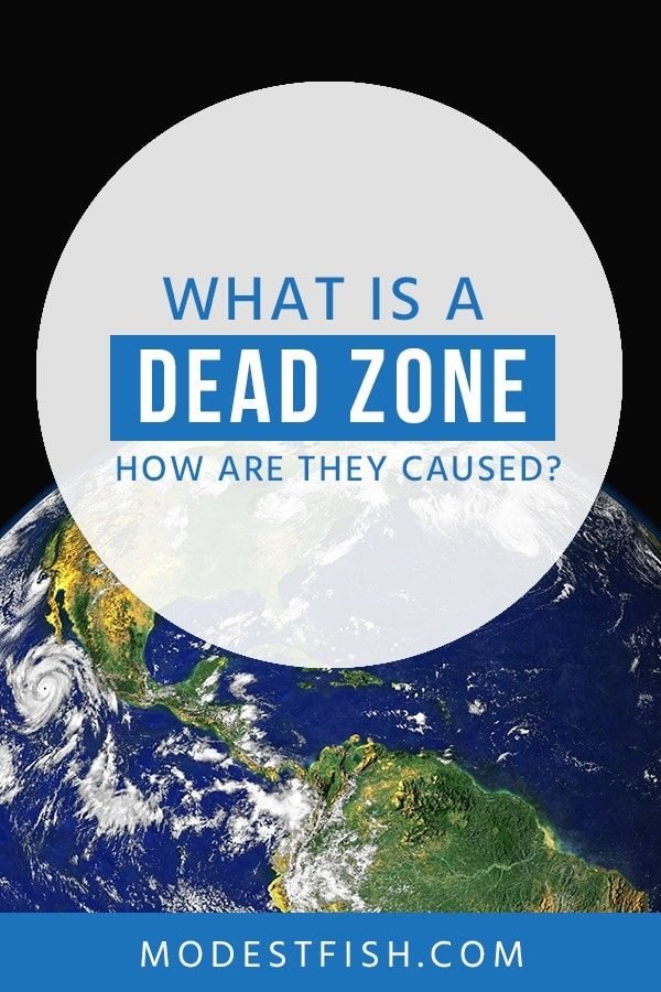 In this article, we will explain what a dead zone is, how they’re caused, and the impact they can have on the environment. #environmentcare #modestfish