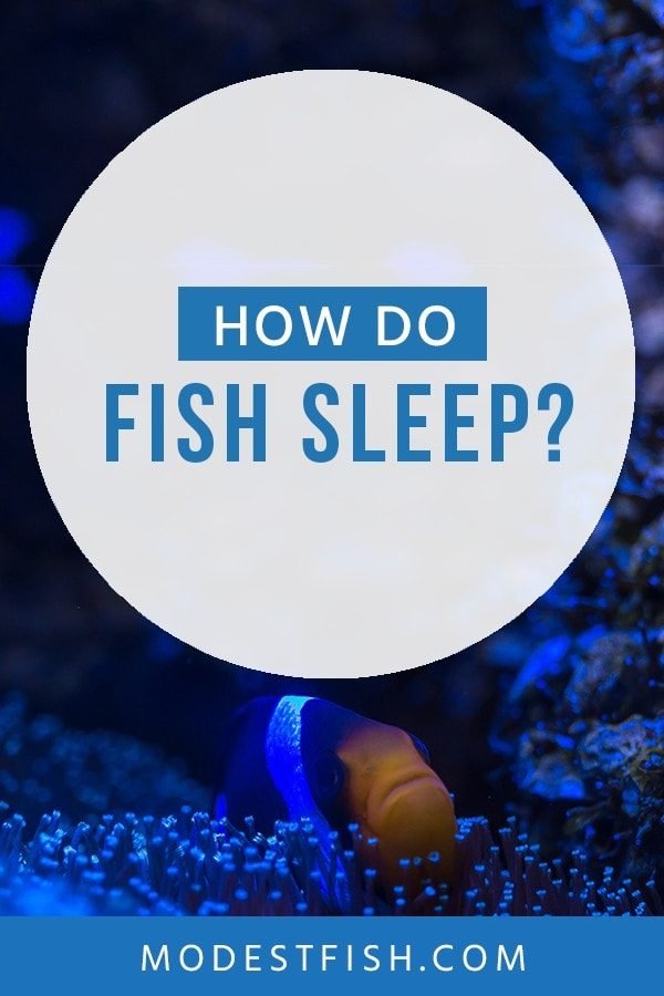 Do fish sleep? And how do they sleep? In this article, you’ll discover the mechanics of fish sleep in relation to human sleep that will be surprised you. #modestfish #fishcare #aquarium