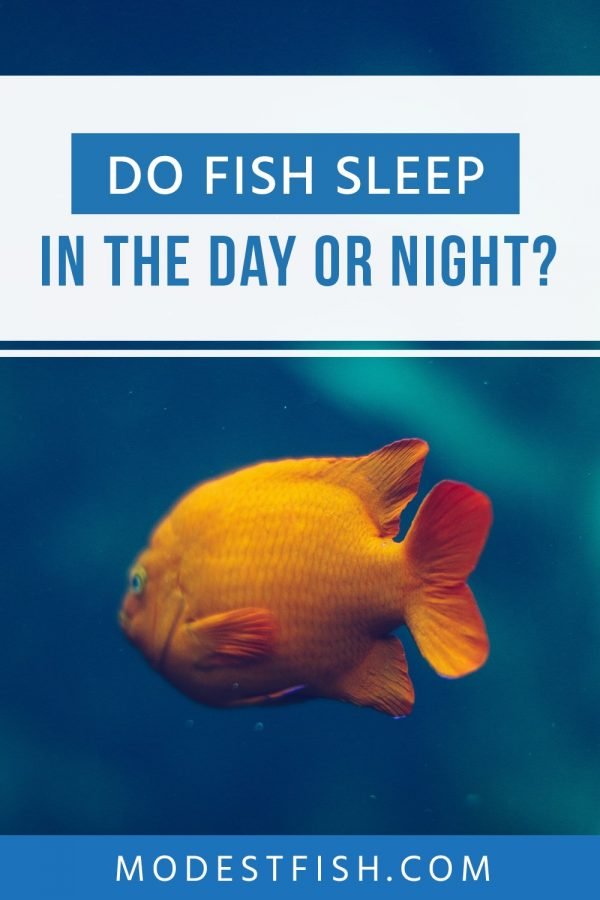 In this guide, we'll you'll learn all about fish sleep and if they keep their eyes open. It's a fascinating topic, because it's not as simple as human sleep. #modestfish #fish