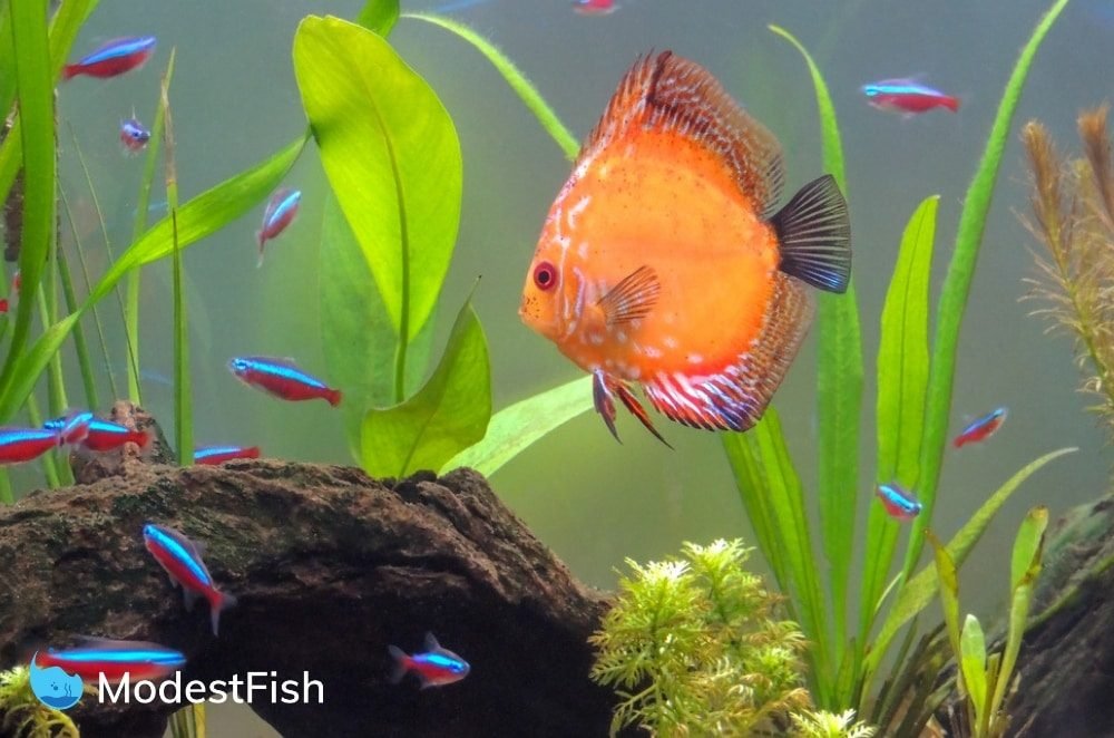 Neon tetra with discus