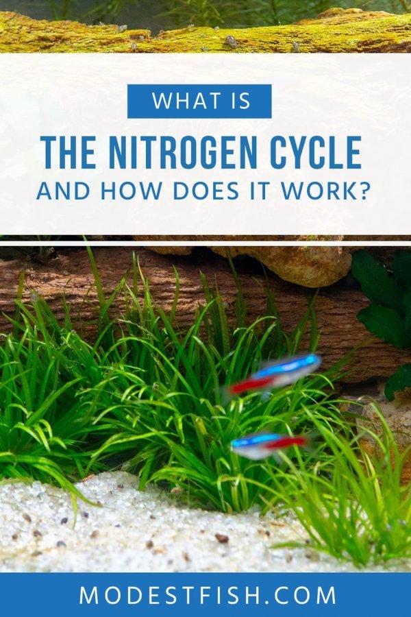Read on this article, we’ll share some tips, how to cycle your tank with the nitrogen cycle process that can helps avoid your fish’s waste releases ammonia into the water. #modestfish #aquarium #cleaning