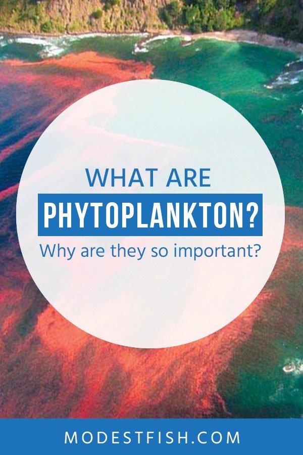 In this article, we’re going to discuss what Phytoplankton are and why they’re so important. This tiny organism could be considered one of the main foundations because they give a benefits for our ecosystem. #marinephytoplankton #modestfish